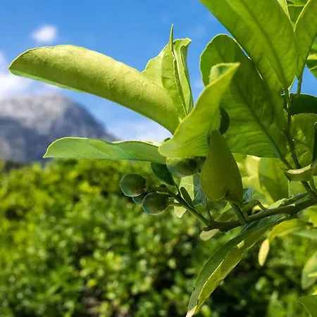 La Plana * Pollenca